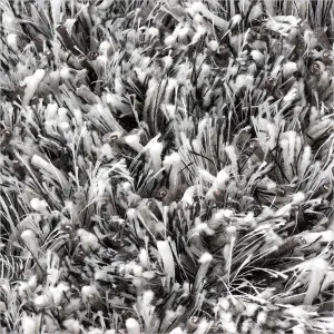 Ronaldo Area Rug - Light Grey